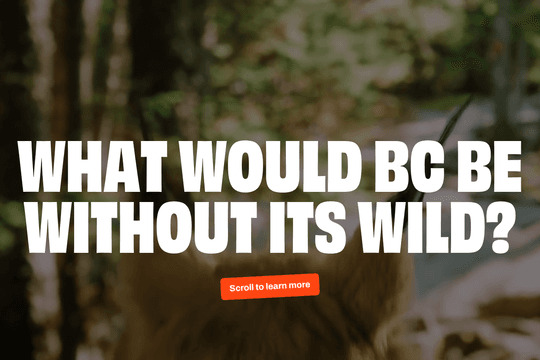 site profile thumbnail